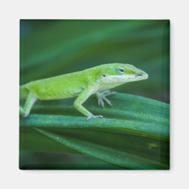 Green Anole Lizard Magnet
