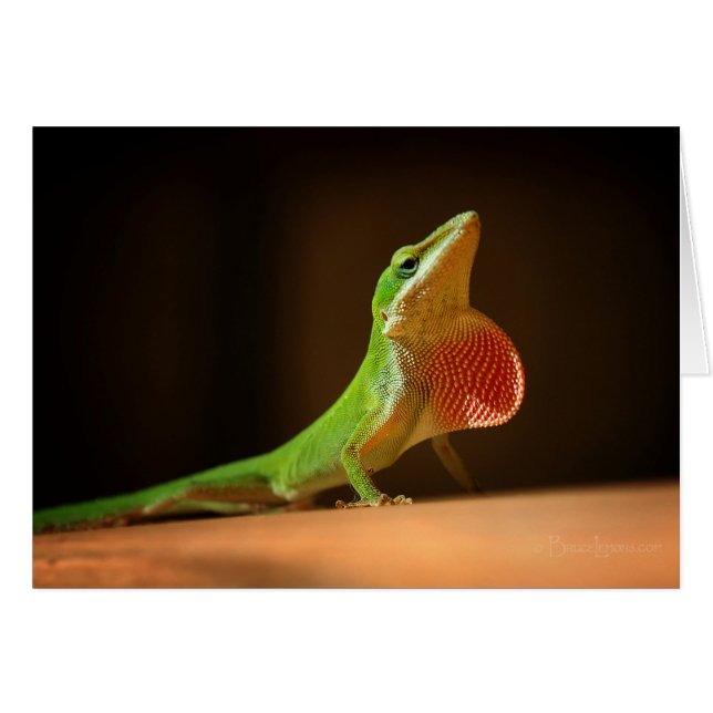 Green Anole Lizard mit Red Thraot (Vorderseite (Horizontal))