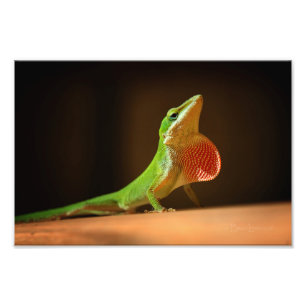 Green Anole Lizard mit Red Thraot Fotodruck