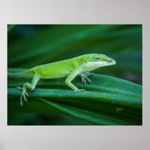 Green Anole Lizard Poster