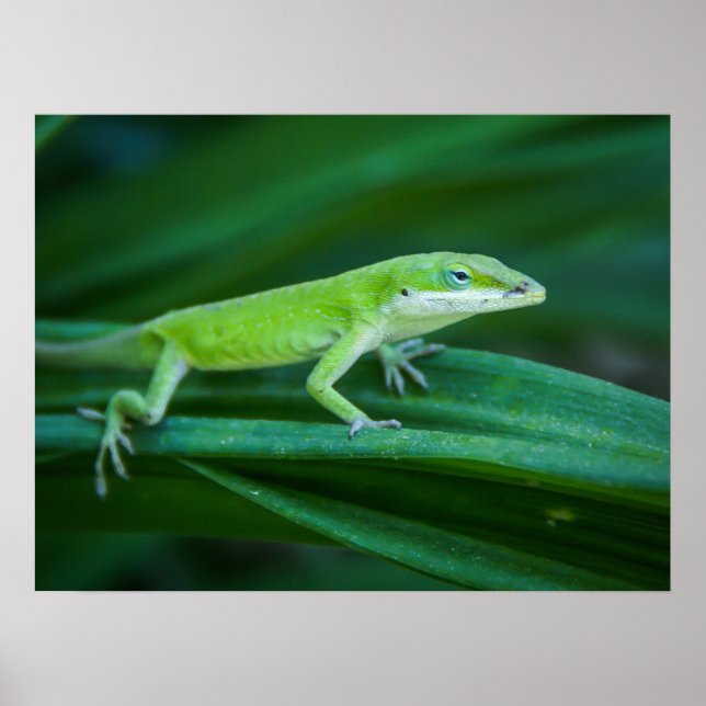 Green Anole Lizard Poster (Vorne)