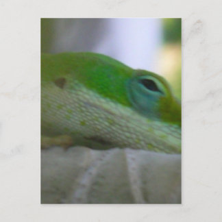 Green Anole Lizard Postkarte