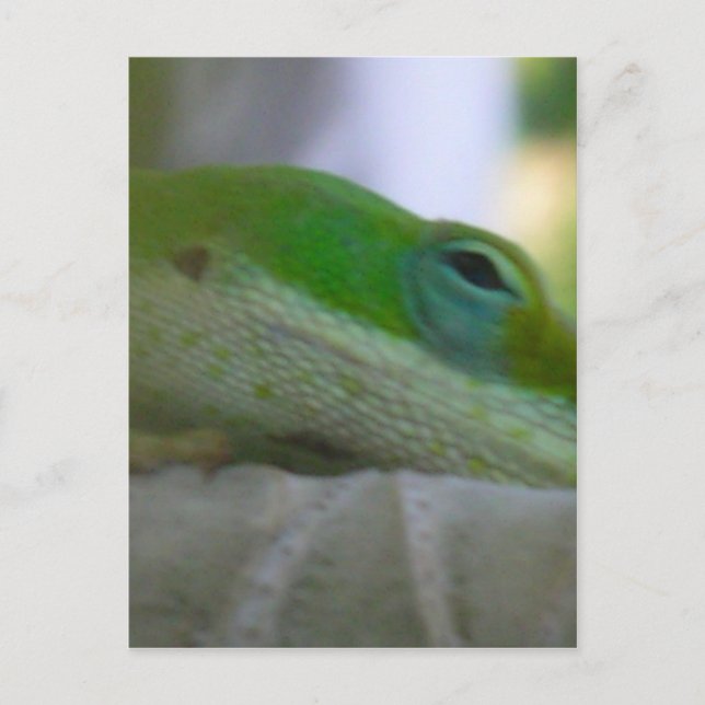 Green Anole Lizard Postkarte (Vorderseite)