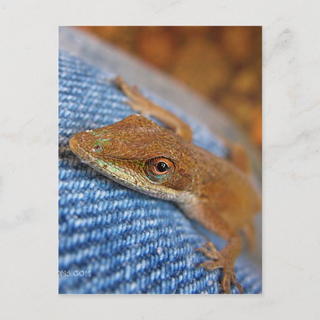 Green Anole Lizard Postkarte (Vorderseite)