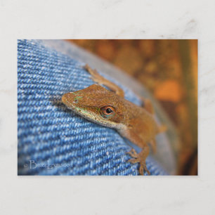 Green Anole Lizard Postkarte