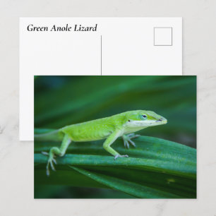 Green Anole Lizard Postkarte