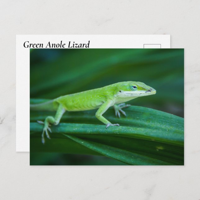 Green Anole Lizard Postkarte (Vorne/Hinten)