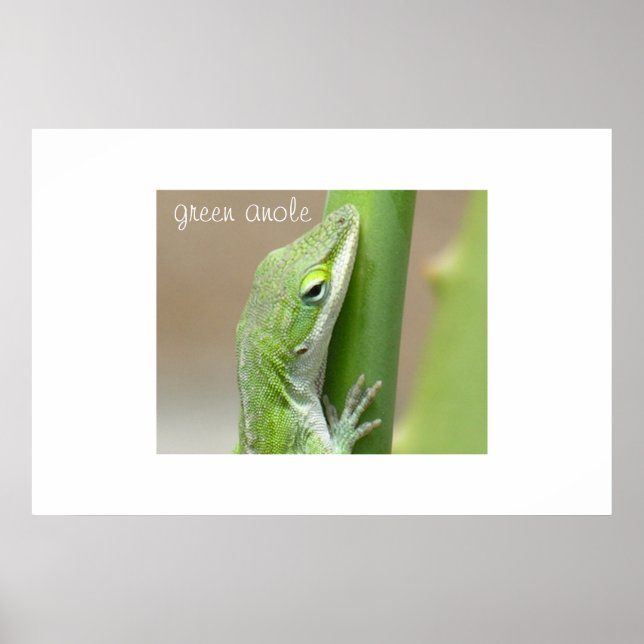 Green Anole Poster (Vorne)