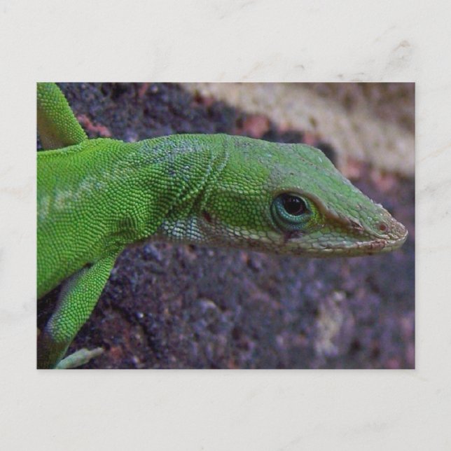Green Anole Postkarte (Vorderseite)