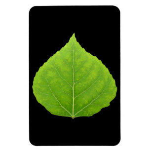 Green Aspen Leaf #11 Magnet