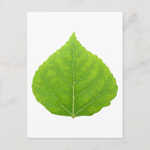 Green Aspen Leaf #11 Postkarte