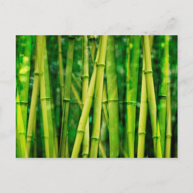 Green Bamboo Postkarte (Vorderseite)