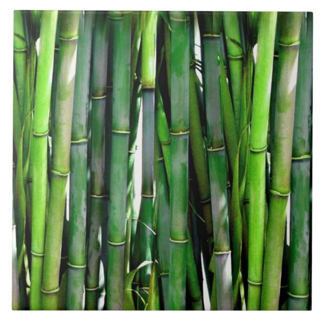 Green Bamboo Stalks Naturfotografie Fliese (Vorderseite)