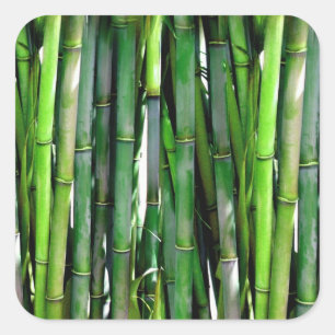 Green Bamboo Stalks Naturfotografie Quadratischer Aufkleber