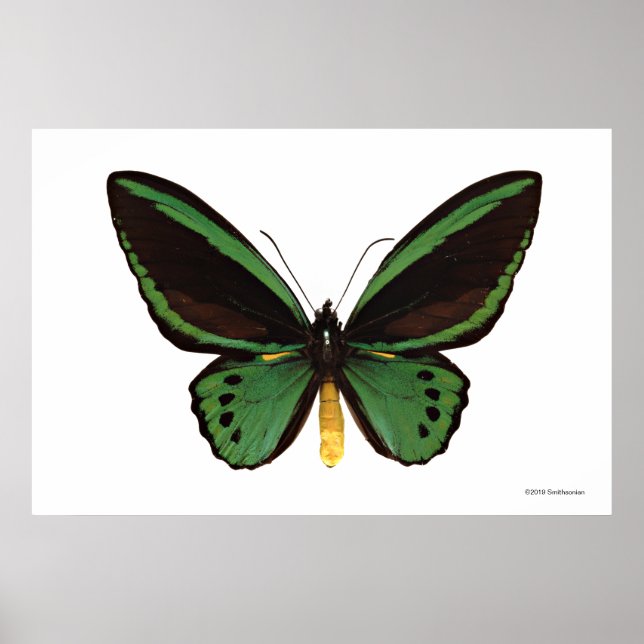 Green Birdwing Butterfly Poster (Vorne)