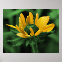 Green Black Mit Augen Susan Abstrakt Blume Art