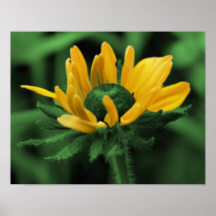 Green Black Mit Augen Susan Abstrakt Blume Art Poster