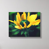 Green Black Mit Augen Susan Blume
