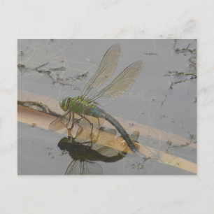 Green-Blue-Dragonfly-DIY Postkarte