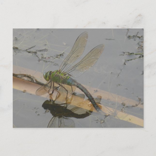 Green-Blue-Dragonfly-DIY Postkarte (Vorderseite)