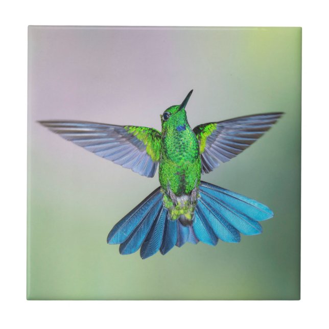 Green & Blue Hummingbird Fliese (Vorderseite)