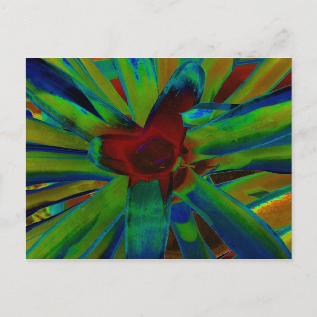 Green Blue Red Bromeliad Pflanzen Image Postkarte (Vorderseite)