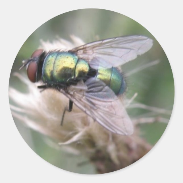 Green Bottle Fly Macro Aufkleber (Vorderseite)