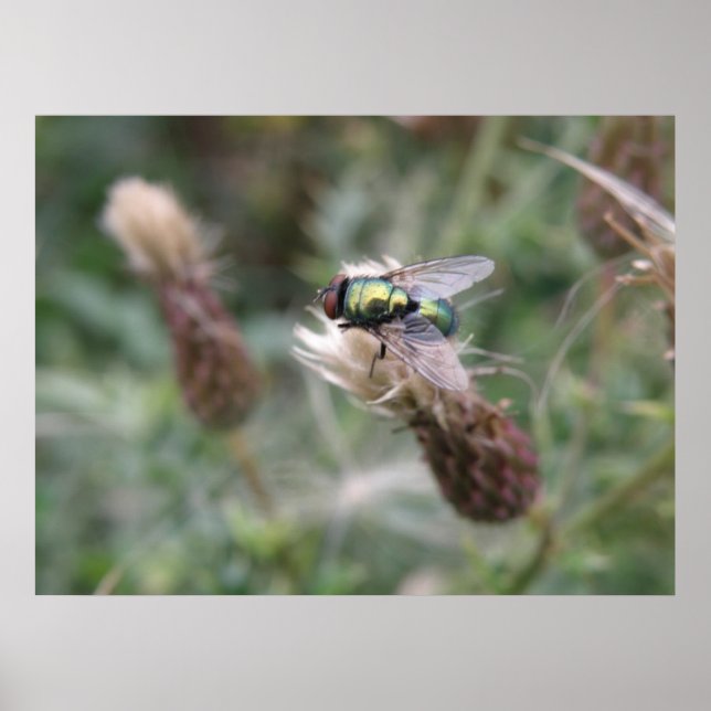 Green Bottle Fly Macro Poster (Vorne)