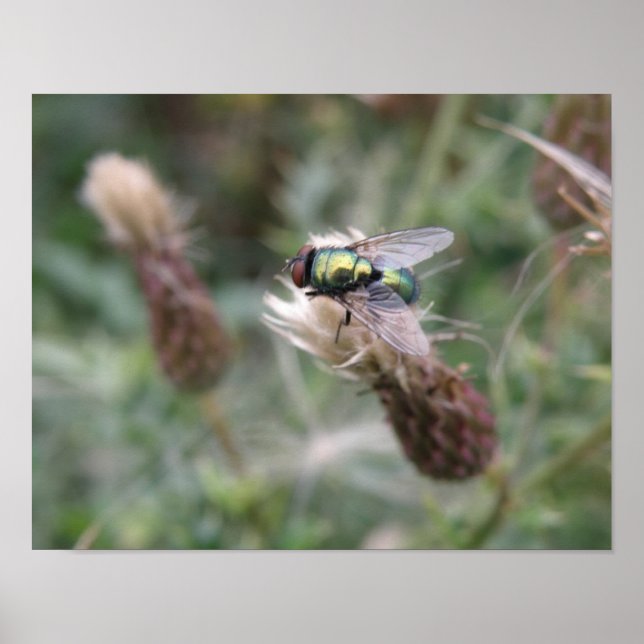 Green Bottle Fly Macro Poster (Vorne)