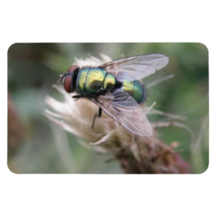 Green Bottle Fly Macro Premium Magnet