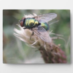 Green Bottle Fly Makro Plaque Fotoplatte