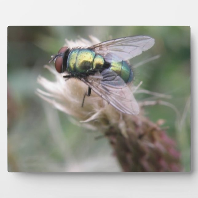 Green Bottle Fly Makro Plaque Fotoplatte (Vorderseite)