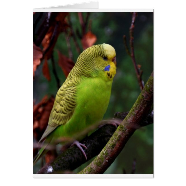 Green Budgie (Vorne)