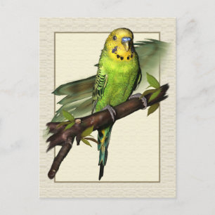 Green Budgie Art Postcard Postkarte