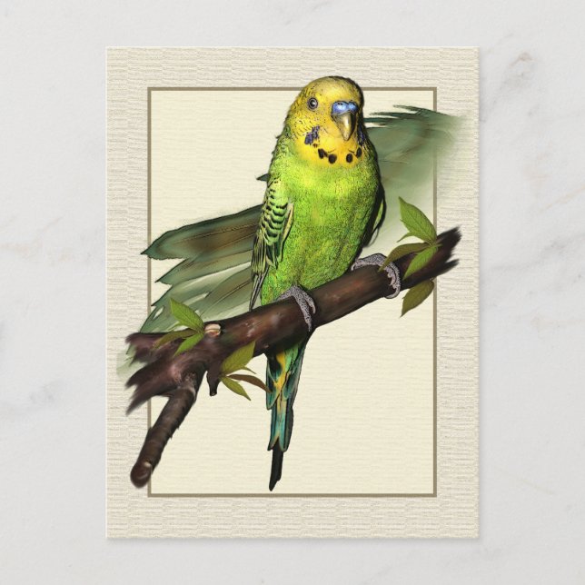 Green Budgie Art Postcard Postkarte (Vorderseite)