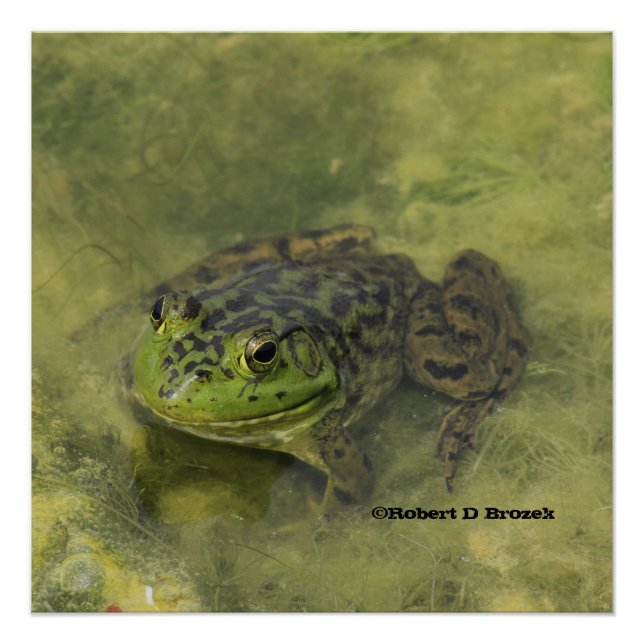 Green Bull Frog Shot Closeup Poster (Vorderseite)