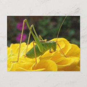 Green Bush Cricket Postcard Postkarte