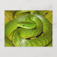 Green Bush Rat Snake