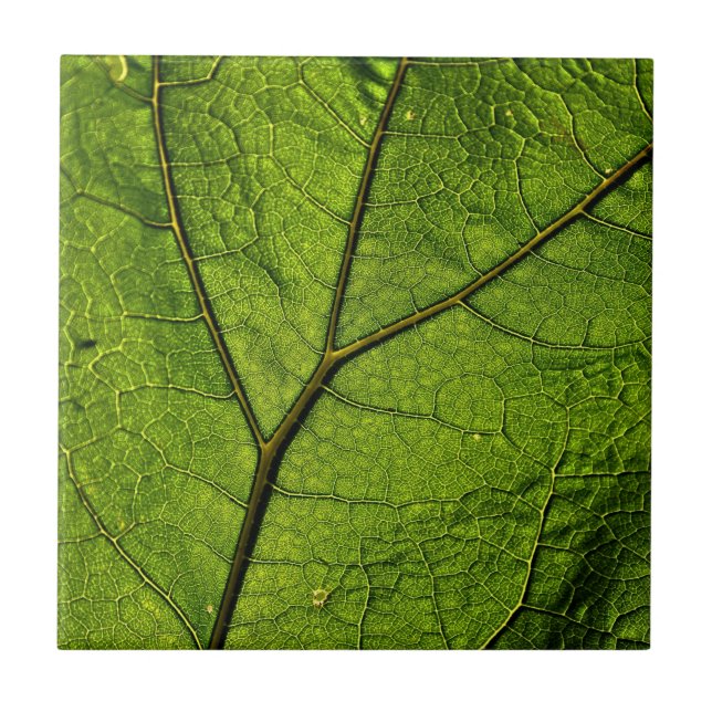 Green Butterbur Leaf Fliese (Vorderseite)