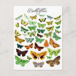 Green Butterfly Collection Postkarte