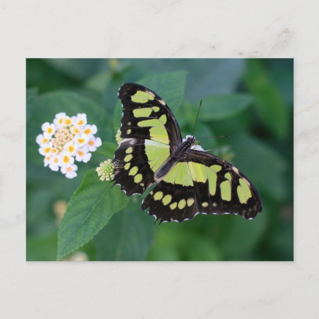 Green Butterfly Postkarte (Vorderseite)