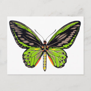 Green Butterfly Postkarte