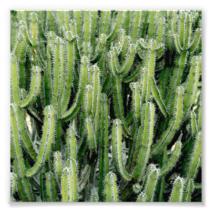 Green Cactus Cacti Pflanze Fotodruck