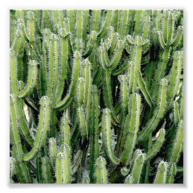 Green Cactus Cacti Pflanze Fotodruck (Vorne)