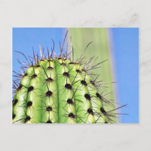 Green Cactus Thorns Postkarte