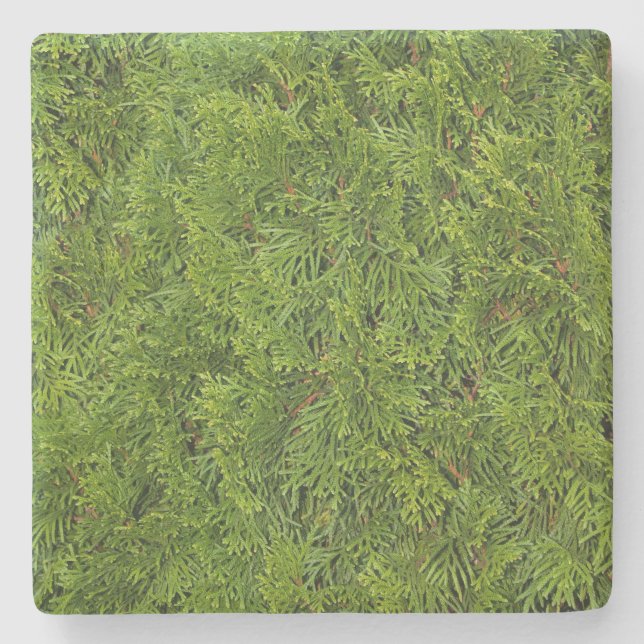 Green Cedar Limbs Square Untersetzer (Vorderseite)