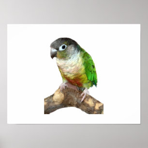 Green Cheek Conture Poster