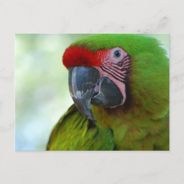 Green Cheek Conure Postcard Postkarte (Vorderseite)