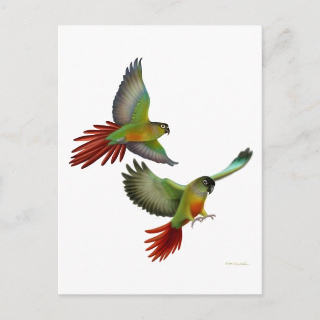 Green Cheek Conures Postcard Postkarte (Vorderseite)