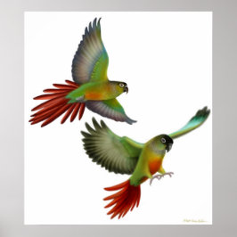 Green Cheek Conures Poster